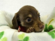 カニヘンダックス 子犬 チョコクリーム 女の子 カニヘンダックス 子犬 チョコクリーム 女の子