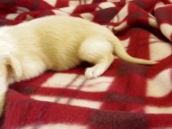 カニヘンダックス　仔犬　ピュアクリーム女の子