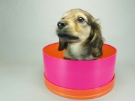 カニンヘンダックスフンド　クリーム　子犬　女の子♪