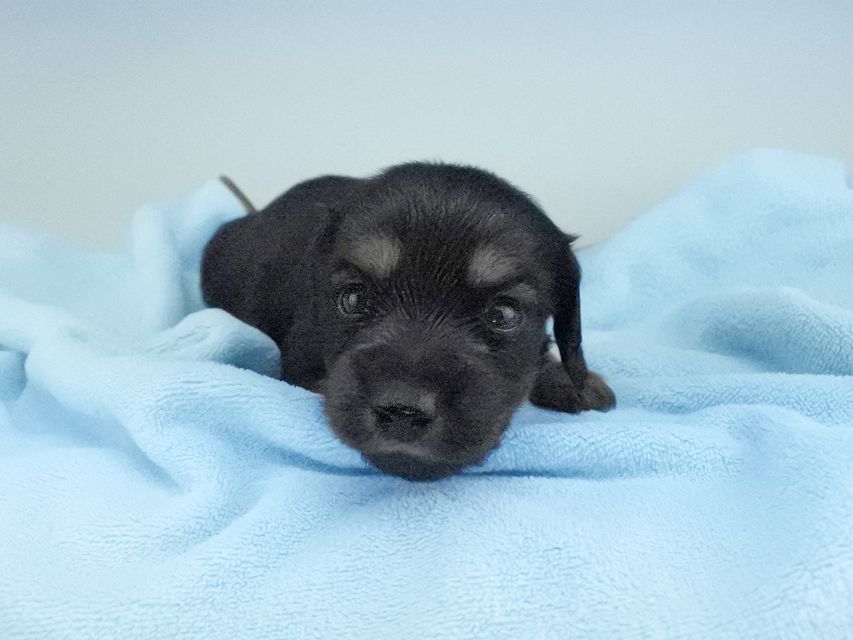 カニンヘンダックスフンド スワン & ジムダンディの子犬 ブラタン 男の子(2) お写真初登場170 カニンヘンダックスフンド スワン & ジムダンディの子犬 ブラタン 男の子(2) お写真初登場