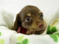 カニヘンダックス 子犬 チョコクリーム 女の子 カニヘンダックス 子犬 チョコクリーム 女の子