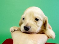 カニンヘンダックス　子犬　クリーム女の子