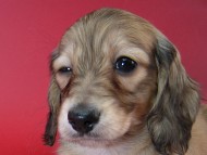 カニヘン 子犬 シェーデットクリーム女の子 カニヘン 子犬 シェーデットクリーム女の子