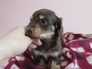 カニヘン 子犬 チョコクリ 女の子 カニヘン 子犬 チョコクリ 女の子