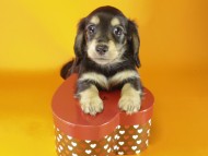 ミニチュワダックス　ブラクリ女の子