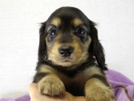 カニンヘン　子犬　ブラクリ女の子　くるみちゃん