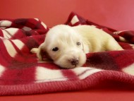 カニヘンダックス　仔犬　ピュアクリーム女の子