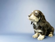 カニンヘン ダックスフンド 子犬 ブラッククリーム 女の子