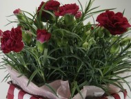 カニンヘン ダックスフンド 子犬 ブラッククリーム 女の子 カニンヘン ダックスフンド 子犬 ブラッククリーム 女の子