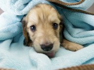 カニンヘン ダックスフンド 子犬 シェーデットクリーム 男の子