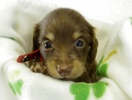 カニヘンダックス　子犬　チョコクリーム　女の子