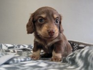 カニヘン子犬　チョコクリ女の子　香川県・Ｔ様