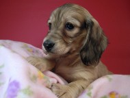 カニヘン　子犬　シェーデットクリーム女の子