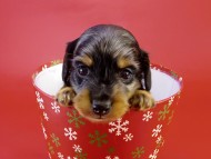 カニンヘンダックス　仔犬　シルバータンダップル男の子