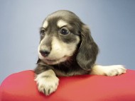 カニンヘン ダックスフンド 子犬 ブラッククリーム 女の子