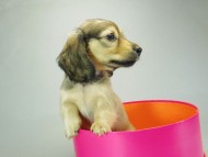 カニンヘンダックスフンド クリーム 子犬 女の子♪ カニンヘンダックスフンド クリーム 子犬 女の子♪