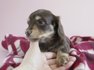 カニヘン 子犬 チョコクリ 女の子 カニヘン 子犬 チョコクリ 女の子