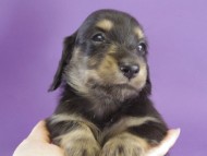 カニンヘン　子犬　ブラッククリーム男の子