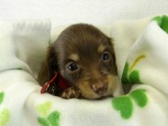 カニヘンダックス 子犬 チョコクリーム 女の子 カニヘンダックス 子犬 チョコクリーム 女の子