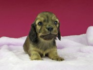 _IGP2935 (flame_kaz@gek.co.jp)