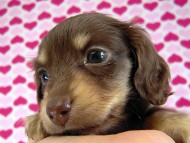 カニヘン　子犬　チョコクリ女の子　香川県・Ｔ様