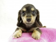 カニヘンダックス　子犬　ブラッククリーム　女の子