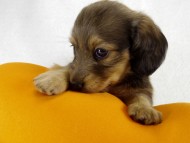 カニヘン 仔犬 シェーデットクリーム女の子 カニヘン 仔犬 シェーデットクリーム女の子