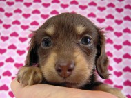 カニヘン　子犬　チョコクリ女の子　香川県・Ｔ様