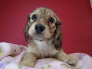 カニヘン 子犬 シェーデットクリーム女の子 カニヘン 子犬 シェーデットクリーム女の子