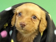 カニンヘン ダックスフンド ゴールド女の子