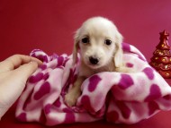 カニヘン ダックスフンド 子犬 ピュアクリーム女の子 カニヘン ダックスフンド 子犬 ピュアクリーム女の子