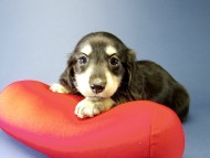 カニンヘン ダックスフンド 子犬 ブラッククリーム 女の子