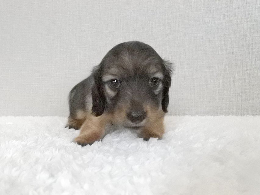 カニンヘンダックスフンド シャーロットcs & ブルースの子犬 シェーデットイエロー（シェーデットクリーム） 男の子