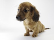 カニンヘン ダックスフンドのアリの子犬 シェーデットレッド　男の子