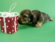 カニヘンダックス　子犬　シェーデットクリーム男の子