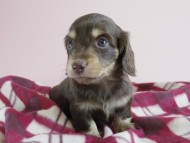 カニヘン 子犬 チョコクリ 女の子 カニヘン 子犬 チョコクリ 女の子