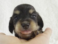 カニンヘン　子犬　ブラクリ女の子