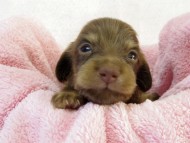 カニンヘン ダックスフンド　チョコクリーム女の子