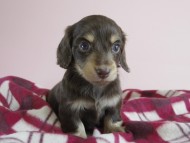 カニヘン 子犬 チョコクリ 女の子 カニヘン 子犬 チョコクリ 女の子