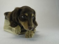 カニヘン　子犬　チョコクリ女の子