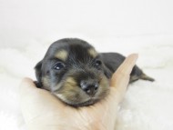 カニヘン　子犬　ブラクリ男の子