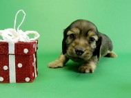 カニヘンダックス　子犬　シェーデットクリーム男の子