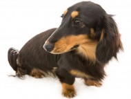 ララ (2) ララ (2)