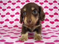 カニヘン　子犬　チョコクリ女の子　香川県・Ｔ様