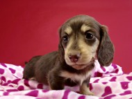 カニヘンダックス　仔犬　チョコ＆クリーム女の子