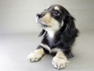 カニンヘン ダックスフンド 子犬 ブラッククリーム 女の子