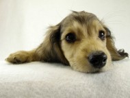 カニヘンダックス 子犬 シェーデットクリーム女の子 カニヘンダックス 子犬 シェーデットクリーム女の子