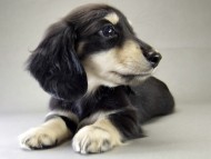 カニンヘン ダックスフンド 子犬 ブラッククリーム 女の子