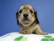 カニンヘン ダックスフンド 子犬 シェーデットクリーム 男の子