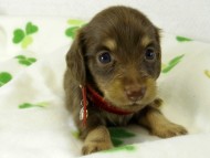 カニヘンダックス　子犬　チョコクリーム　女の子